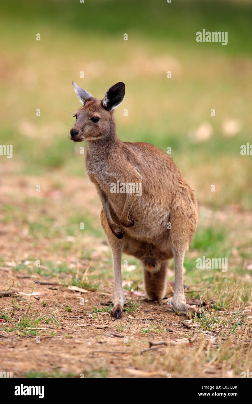Westliche graue Känguru (Macropus Fuliginosus Fuliginosus), Sub-Spezies von Kangaroo Island, Erwachsener, Kangaroo Island Stockfoto