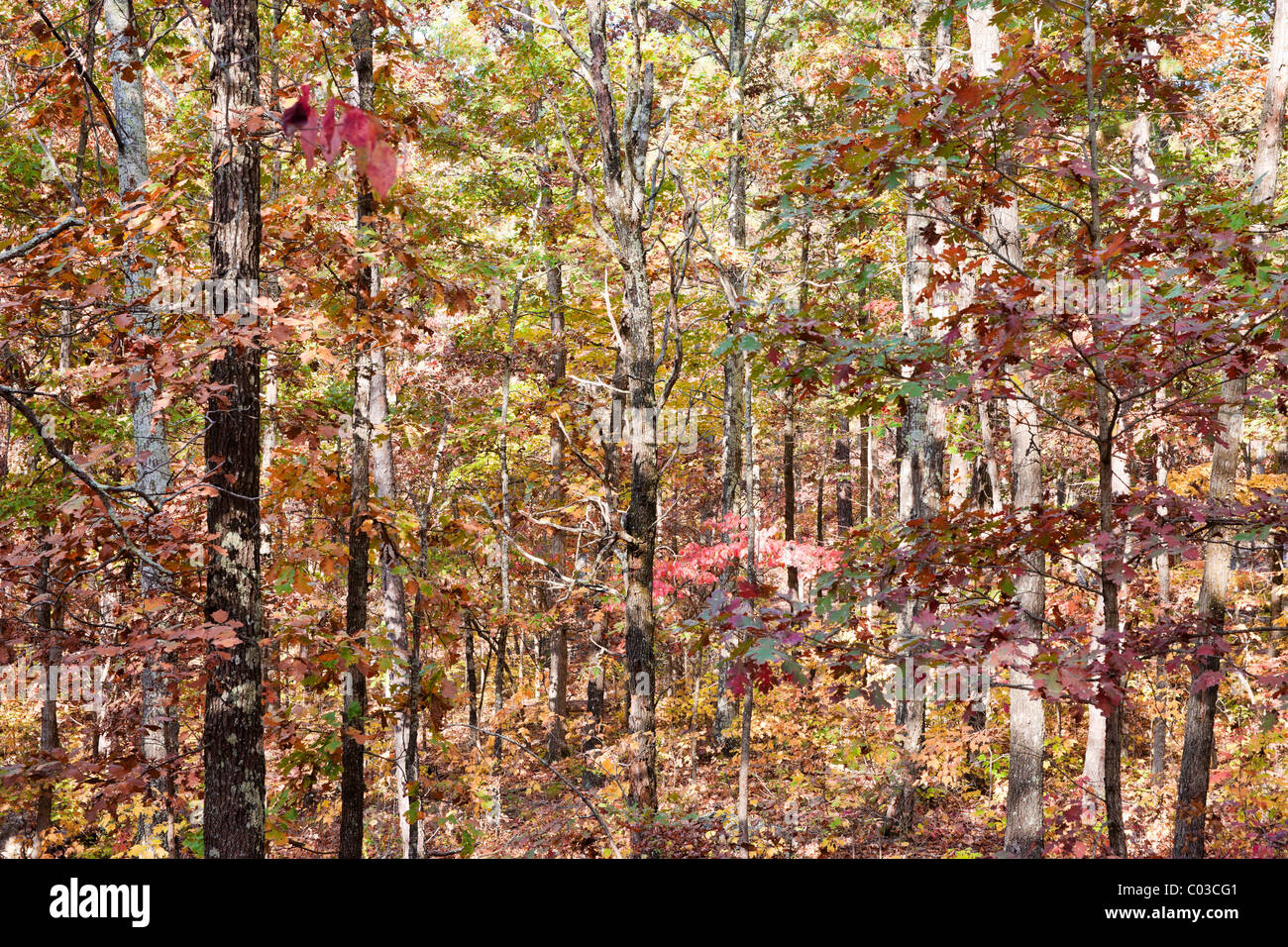 Farben des Herbstes oder Herbst im Wald Stockfoto
