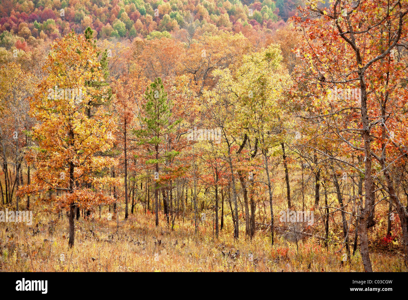 bunte Blätter auf den Bäumen im Herbst oder im Herbst Stockfoto