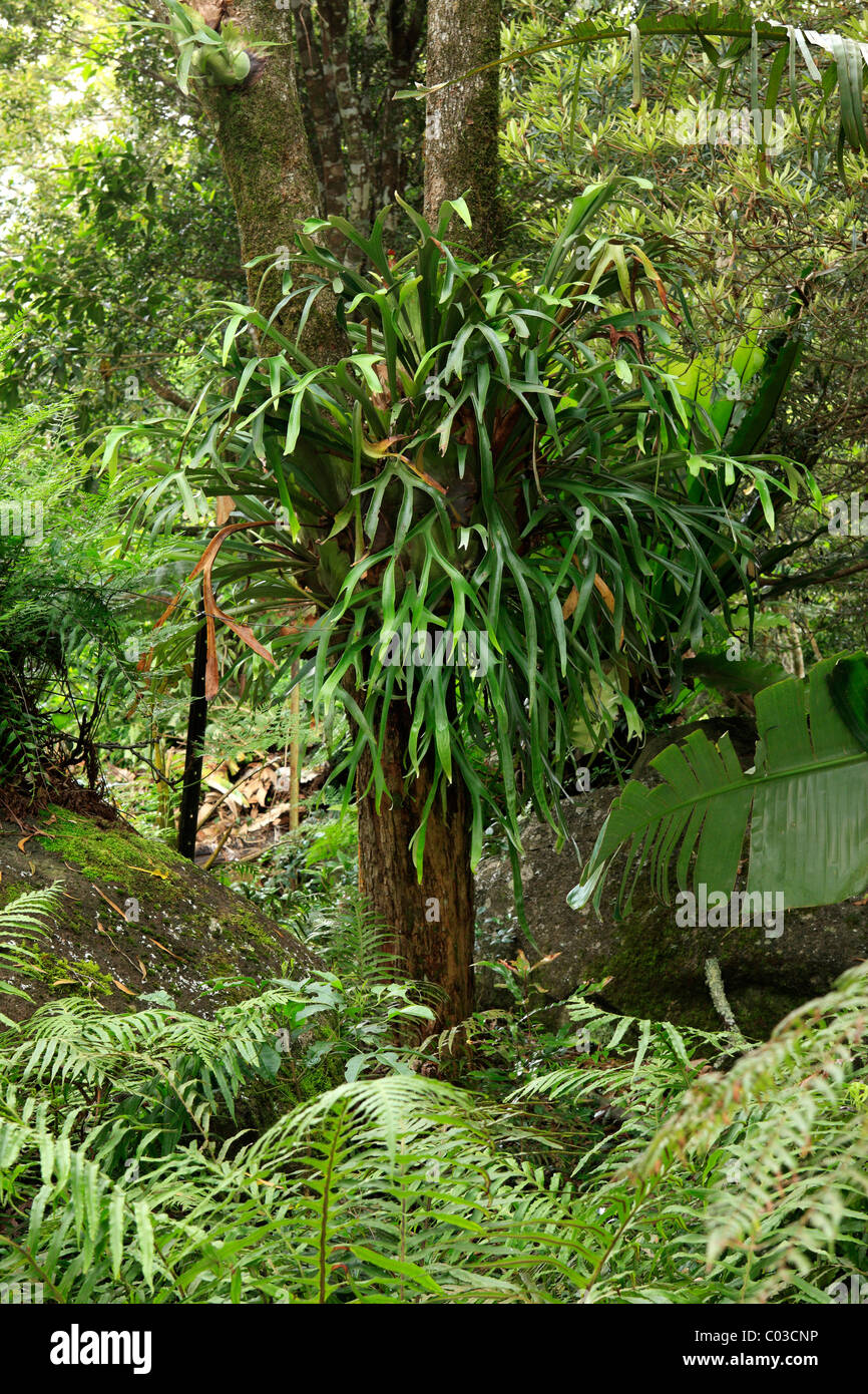 Gemeinsamen Hirschhorn Farn oder Elkhorn Farn (Platycerium), Baum, Lamington Nationalpark, Queensland, Australien Stockfoto