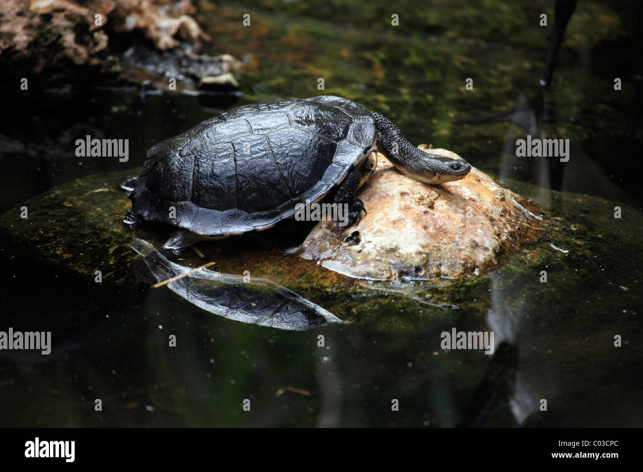 Gemeinsame Snakeneck Schildkröte (Chelodina Longicollis), ruhen, Felsen, Wasser, Australien Stockfoto
