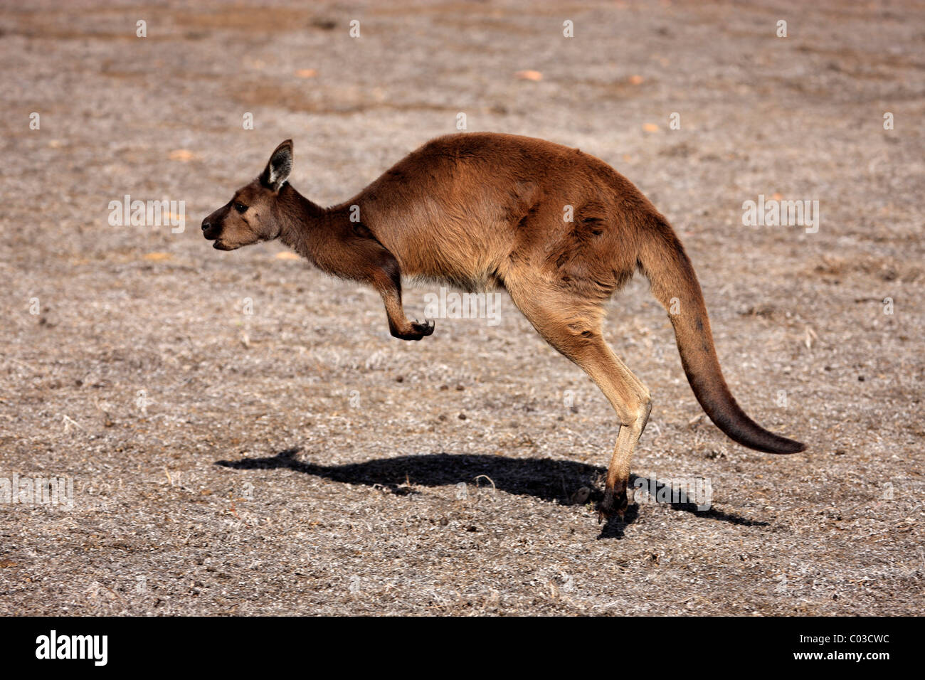 Western Grey Kangaroo Insel Kangaroo Unterart (Macropus Fuliginosus Fuliginosus), Erwachsene, springen, Kangaroo Island Stockfoto