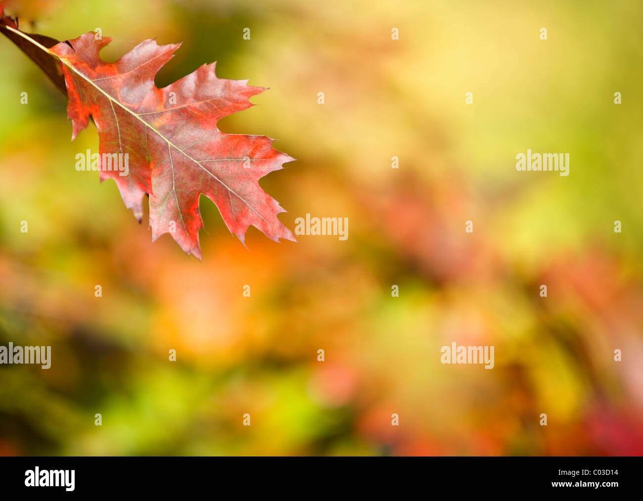 Amerikanische Eiche (Quercus Rubra) Stockfoto