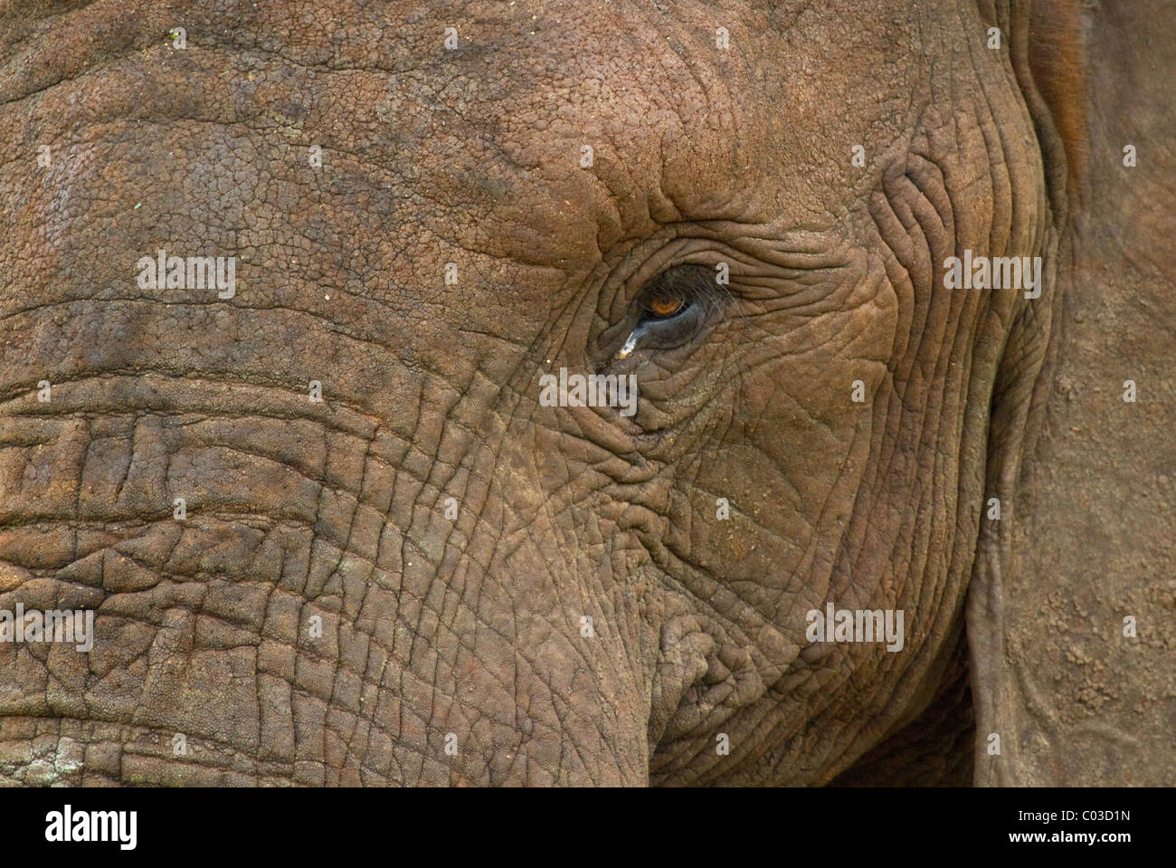 Nahaufnahme des afrikanischen Elefanten Gesicht und Augenpartie Stockfoto