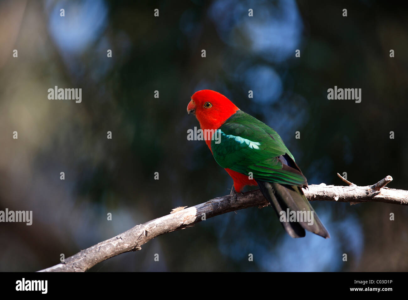 Australische König Papagei (Alisterus Scapularis), männlichen Erwachsenen auf Baum, Broulee, New South Wales, Australien Stockfoto