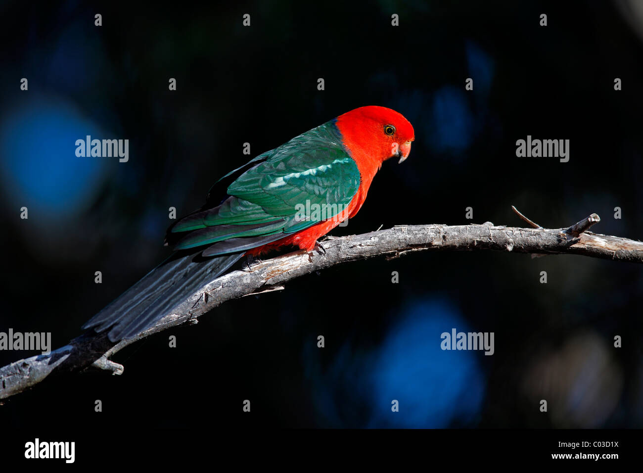 Australische König Papagei (Alisterus Scapularis), männlichen Erwachsenen auf Baum, Broulee, New South Wales, Australien Stockfoto