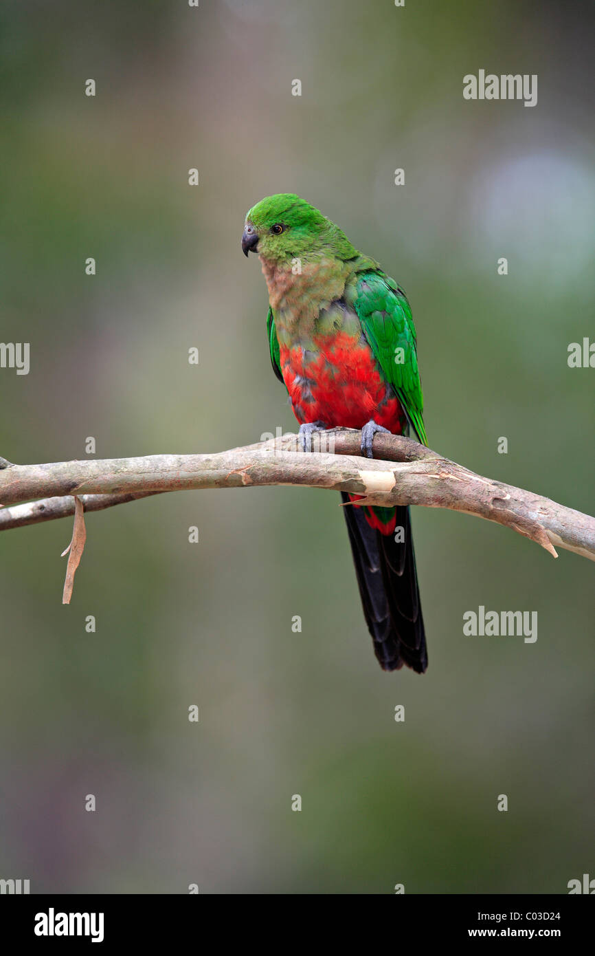 Australische King Parrot (Alisterus Scapularis), Halbwüchsige auf Baum, Broulee, New South Wales, Australien Stockfoto