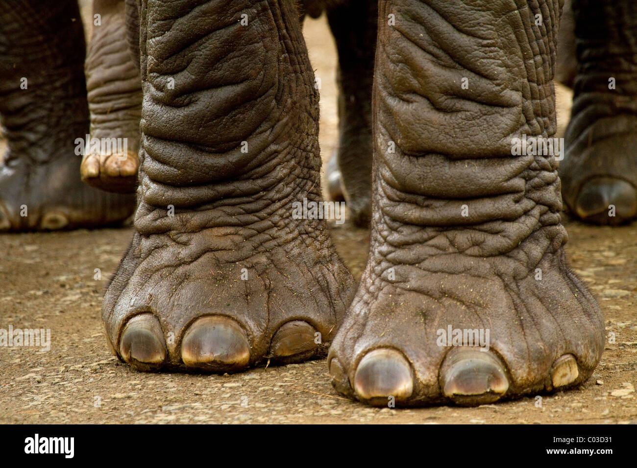 Nahaufnahme des afrikanischen Elefantenfüße und Zehen Stockfoto