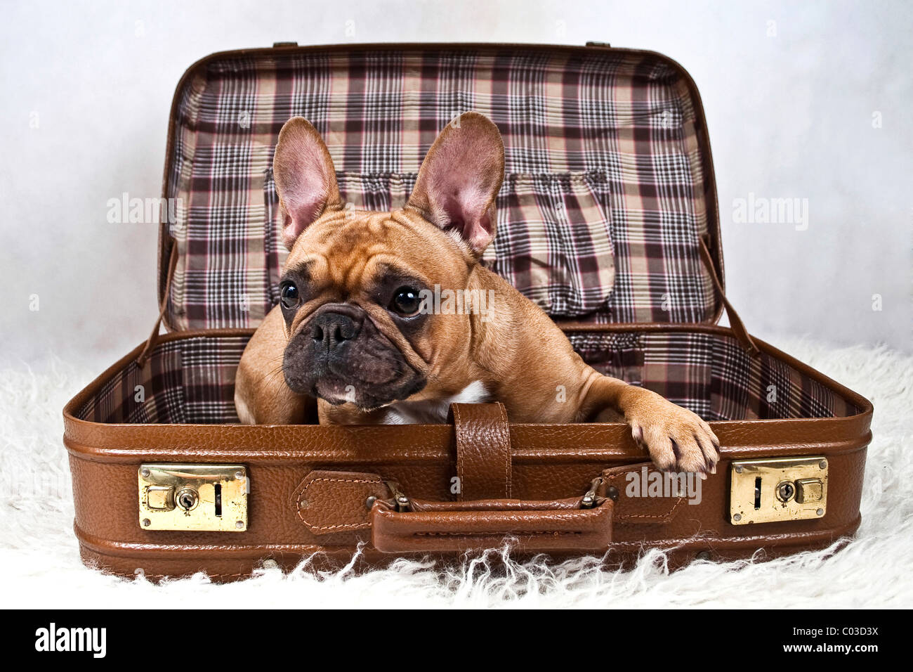 Französische Bulldogge liegend in einem Koffer Stockfoto
