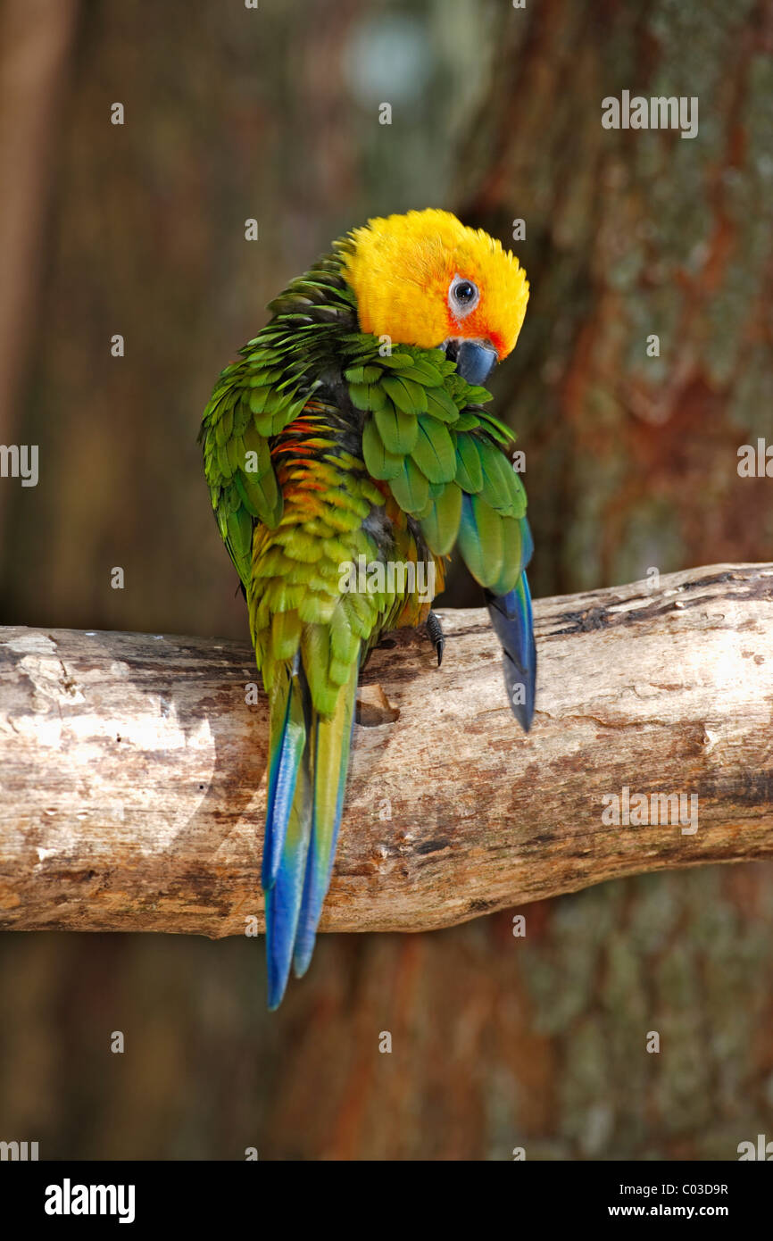 Jandaya Sittich oder Jenday Conure (Aratinga Solstitialis Jandaya), Erwachsene selbst an einem Baum, putzen, Brasilien, Südamerika Stockfoto