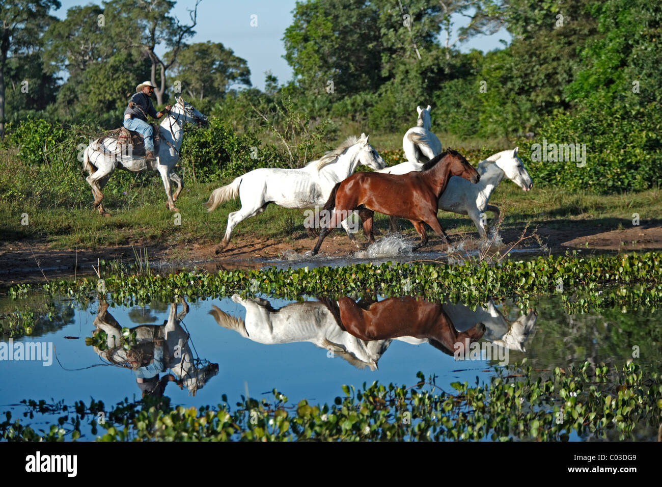 Pantanal-Cowboy mit einer Peitsche aufrunden Pantaneiro Pferde, Pantanal, Brasilien, Südamerika Stockfoto
