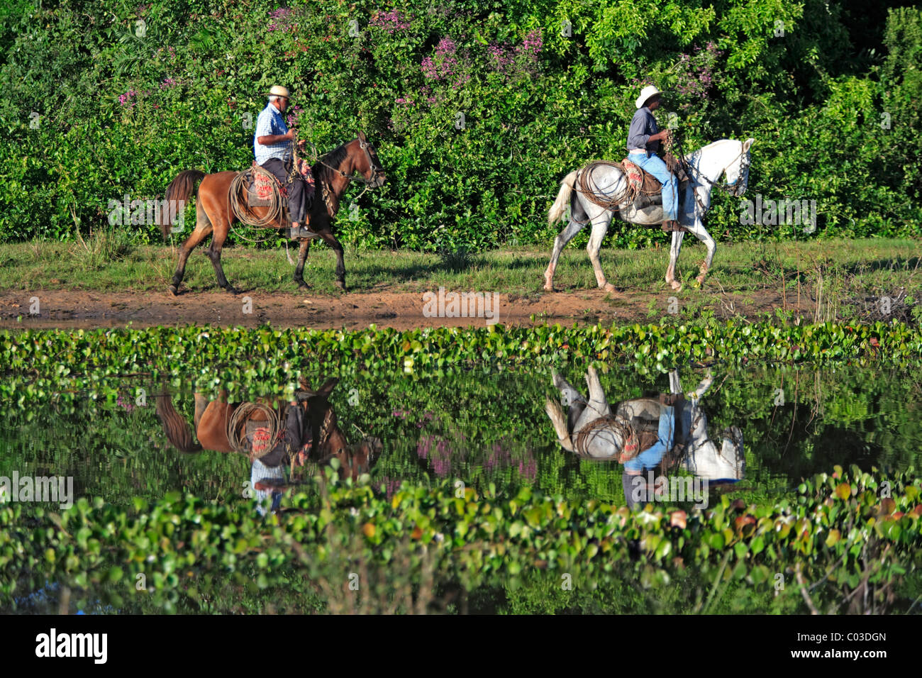 Pantanal-Cowboys Reiten Pantaneiro Pferde, Pantanal, Brasilien, Südamerika Stockfoto