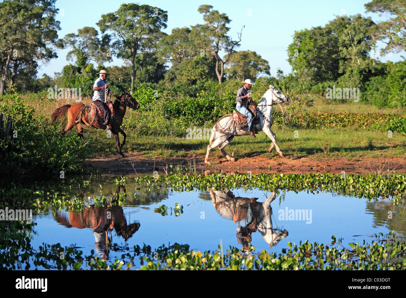 Pantanal-Cowboys Reiten Pantaneiro Pferde, Pantanal, Brasilien, Südamerika Stockfoto