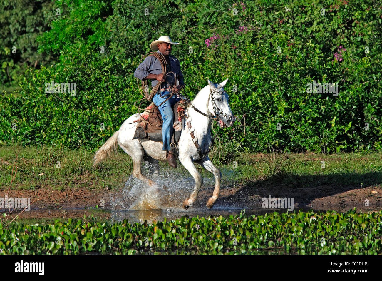 Pantanal-Cowboy zu befreien, ein Pantaneiro Pferd durch Wasser, Pantanal, Brasilien, Südamerika Stockfoto