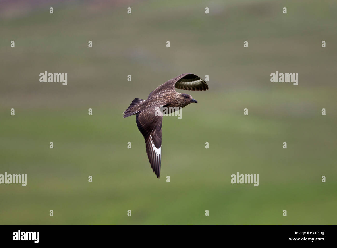 Great Skua fliegen über einem Hügel Stockfoto