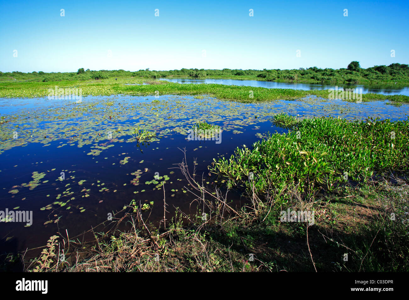 Landschaft mit Wasser, Pantanal, Brasilien, Südamerika Stockfoto
