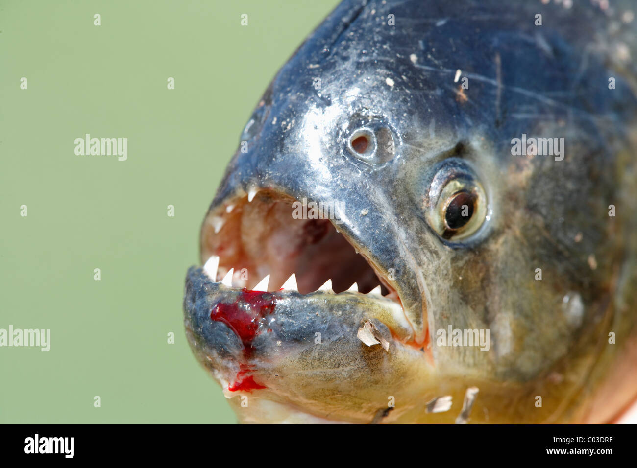 Roten Piranhas (Pygocentrus Nattereri), Erwachsene, Porträt, Pantanal, Brasilien, Südamerika Stockfoto