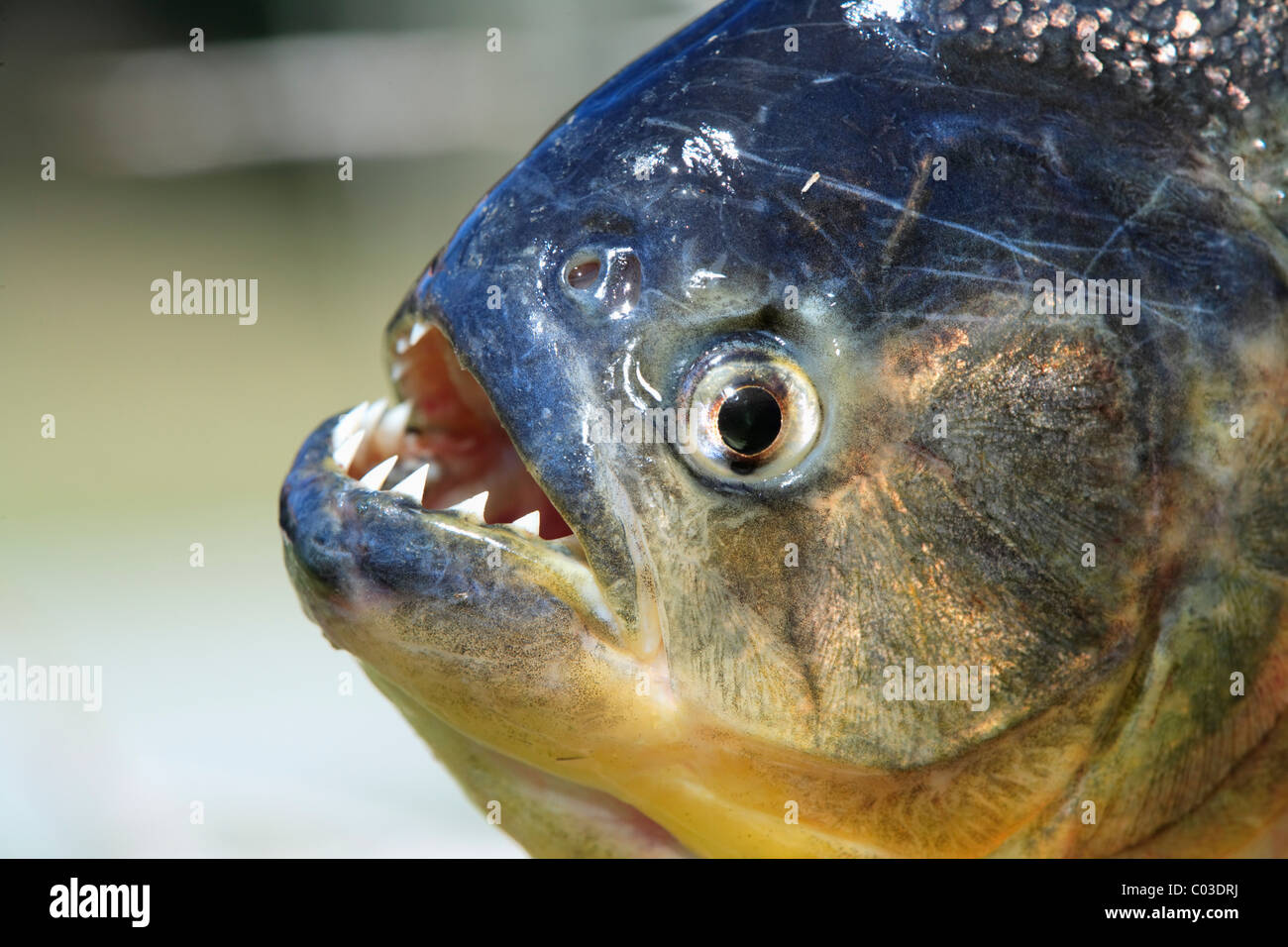 Roten Piranhas (Pygocentrus Nattereri), Erwachsene, Porträt, Pantanal, Brasilien, Südamerika Stockfoto
