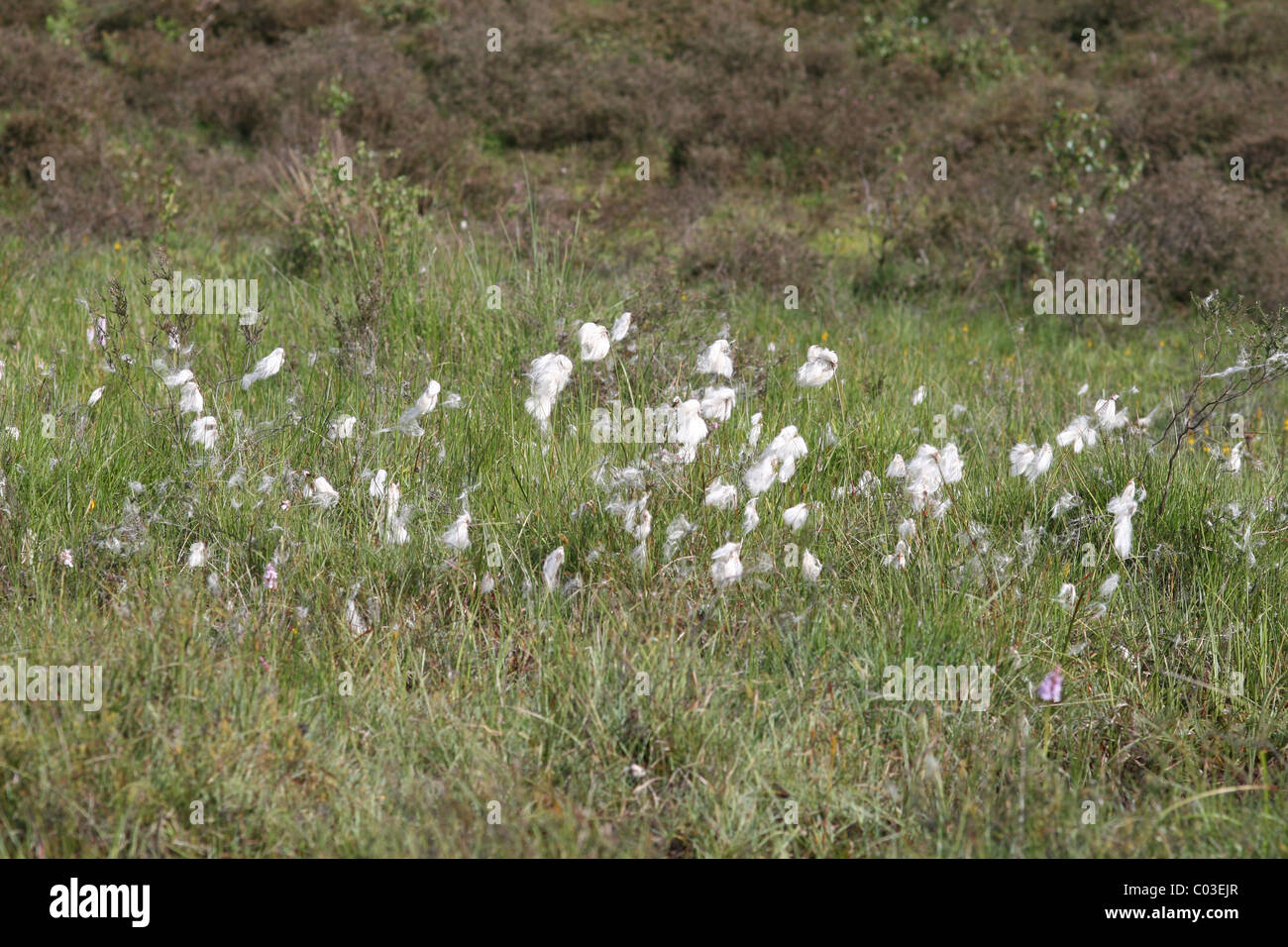 Wollgras (Wollgras Angustifolium) wächst in einem Moor auf Hothfield Common, Kent Stockfoto