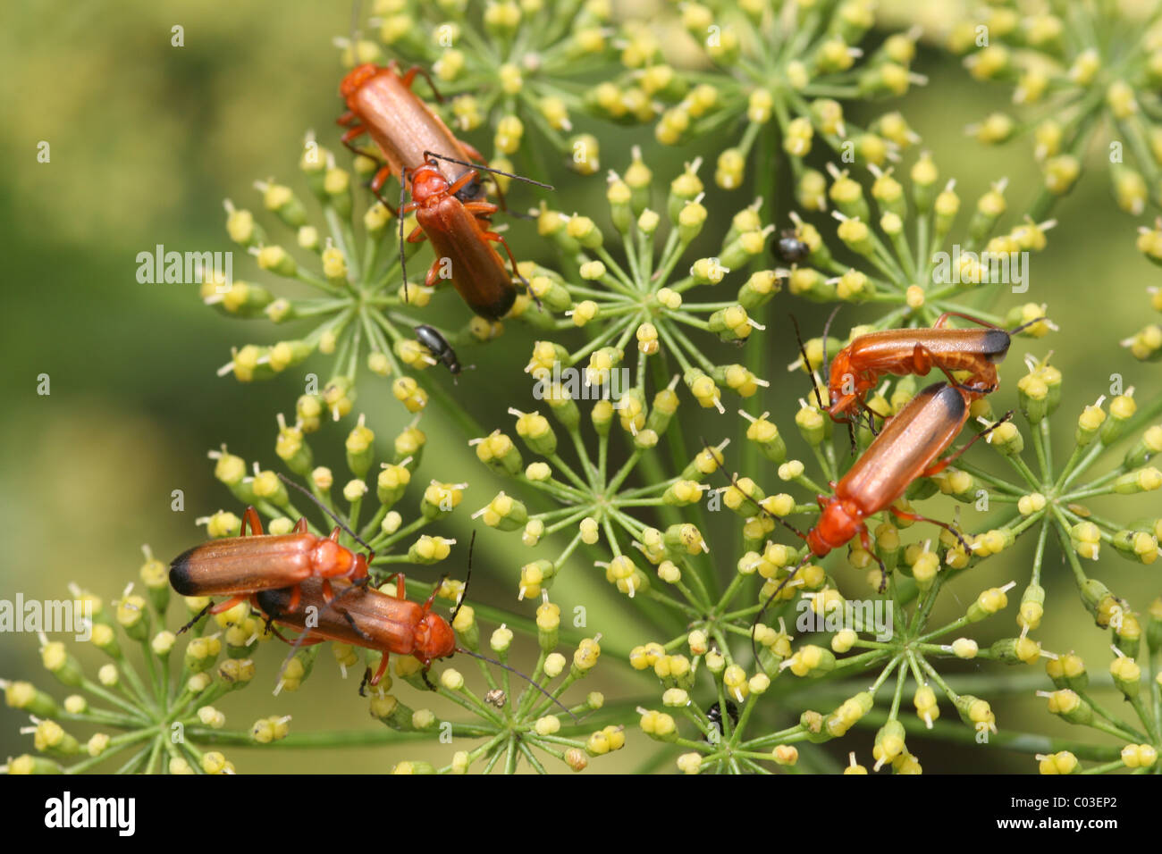 Paarung Weichkäfer auf blühende Petersilie Stockfoto