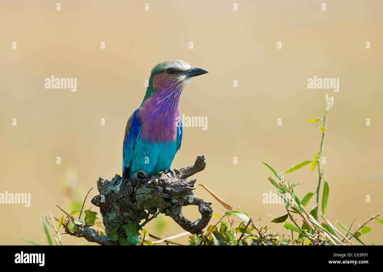 Lilac-breasted Roller (Coracias Caudatus) Stockfoto