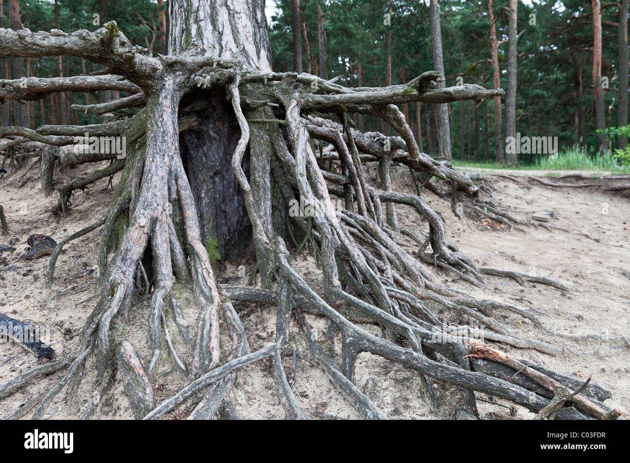 Erosion, Pinien in den Sand mit freiliegenden Wurzeln, Brandenburg, Deutschland, Europa Stockfoto