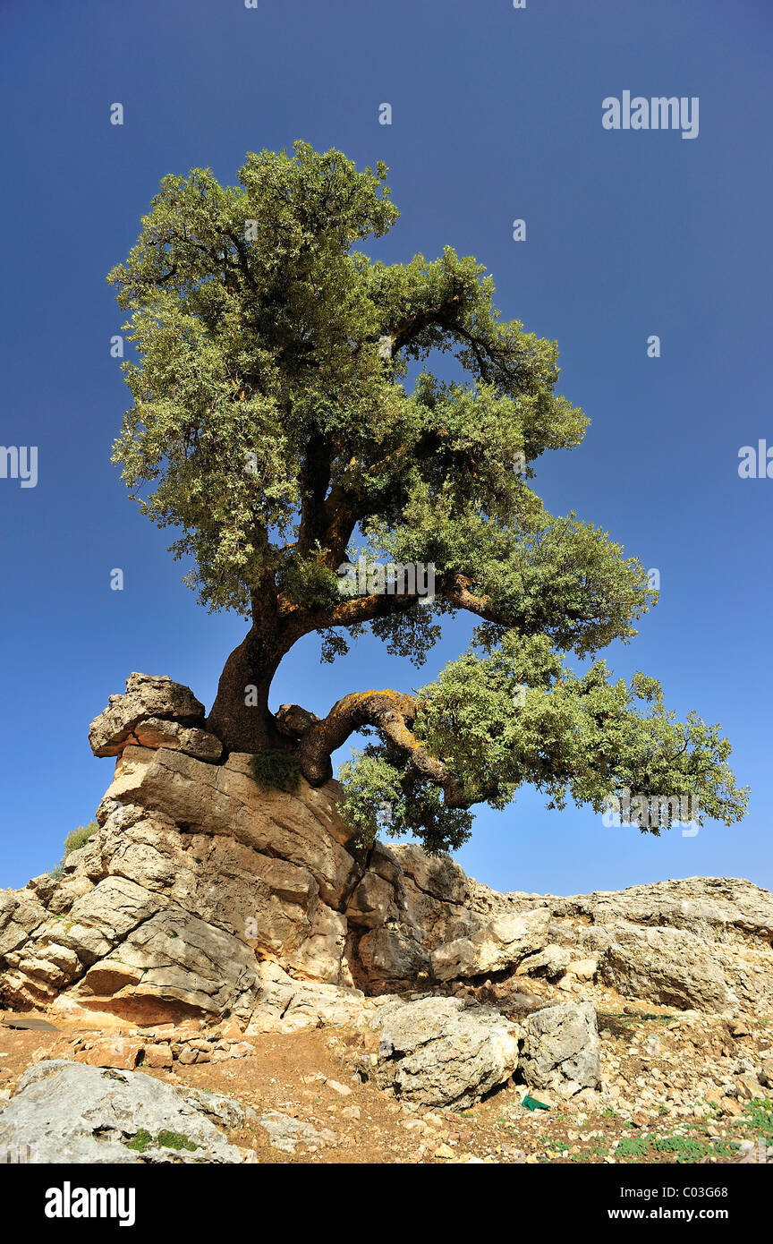 Steineiche oder Steineiche (Quercus Ilex) auf felsigem Boden, mittleren Atlasgebirge, Marokko, Afrika Stockfoto
