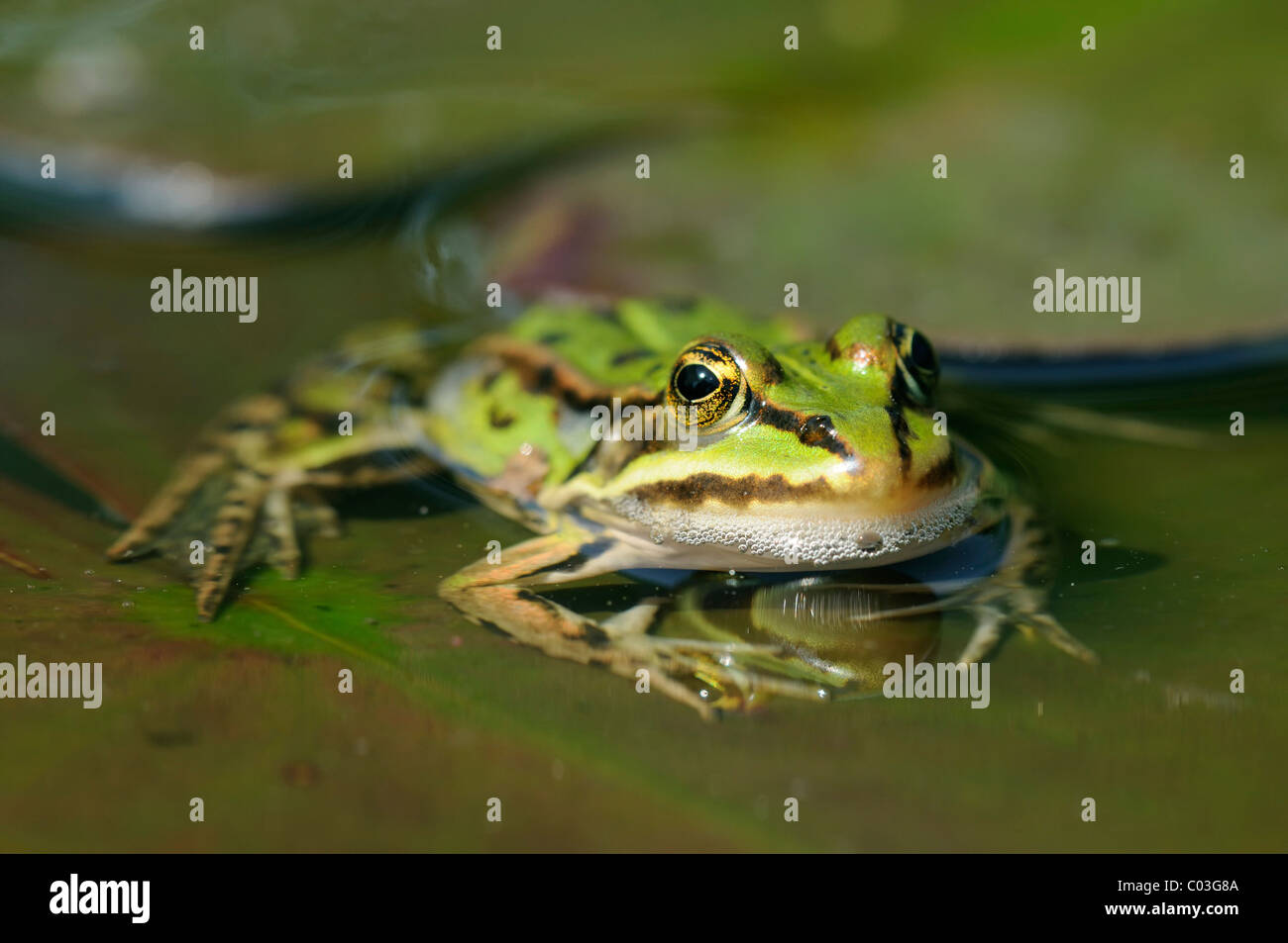 Pool-Frosch (Rana Lessonae) auf einer Seerose (Nymphaea) pad Stockfoto