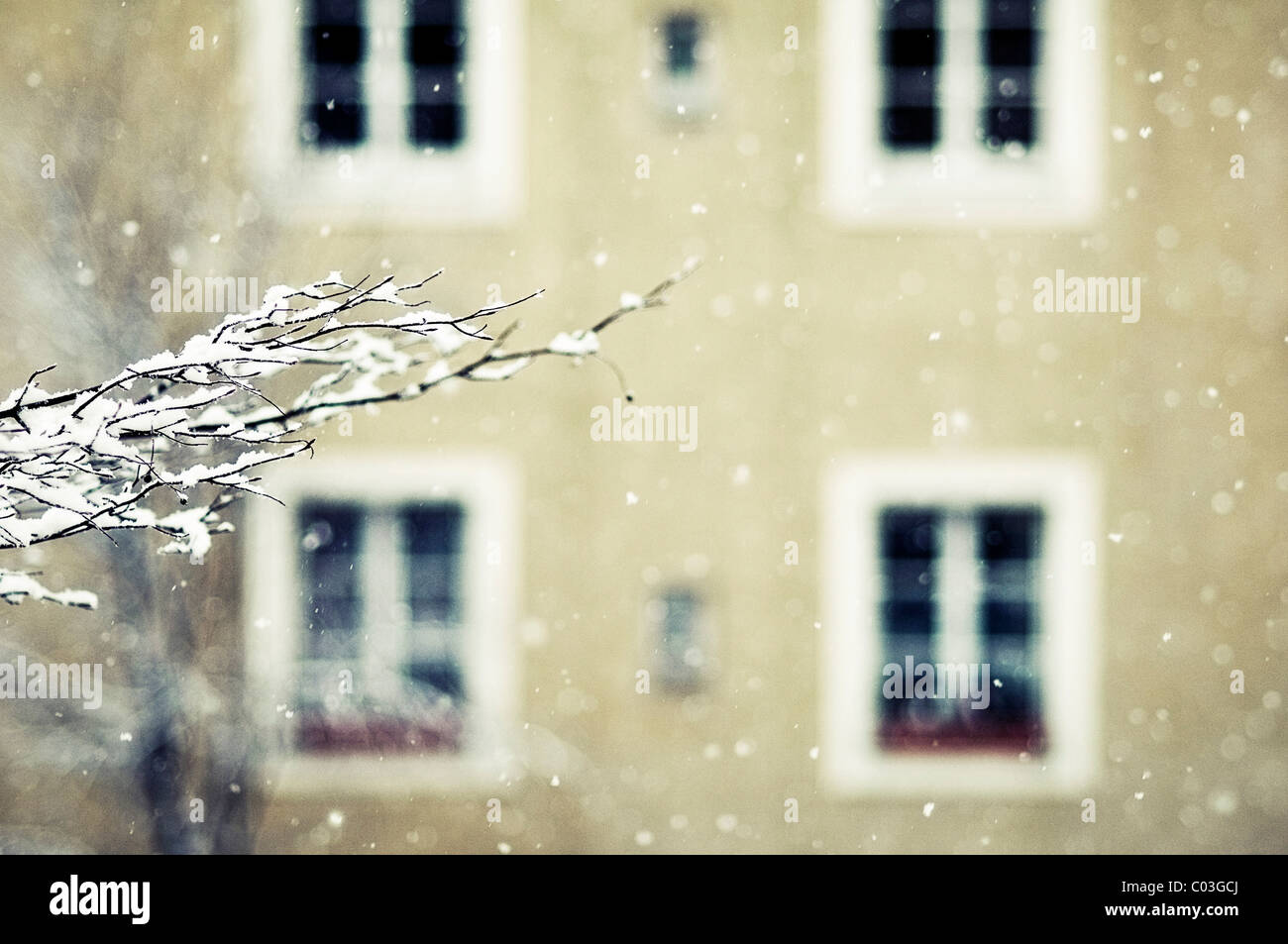 Winter-Eindruck mit Schneeflocken, schneebedeckte Zweige Stockfoto