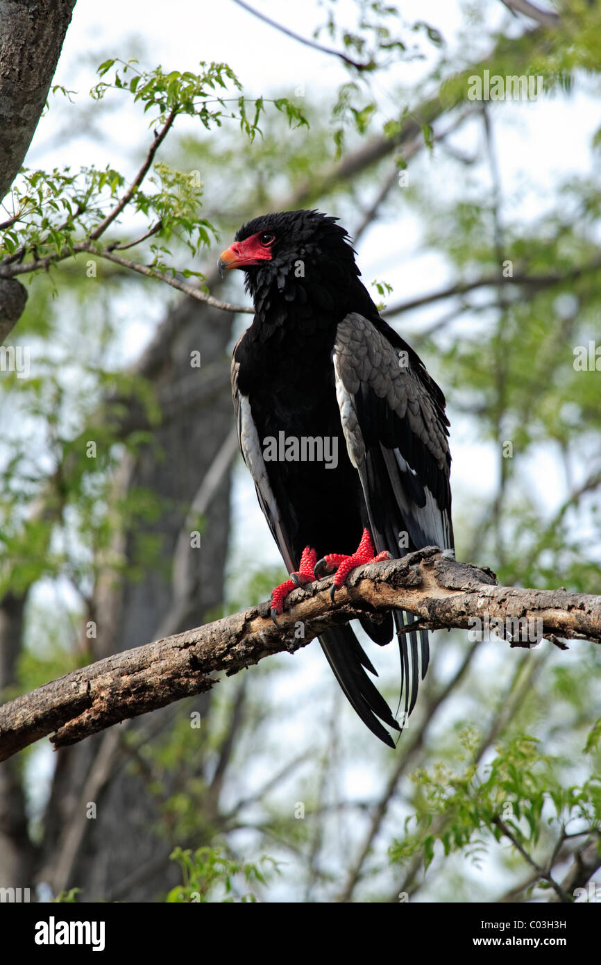 Bateleur (Terathopius Ecaudatus), Erwachsene auf Baum, Krüger Nationalpark, Südafrika, Afrika, Stockfoto