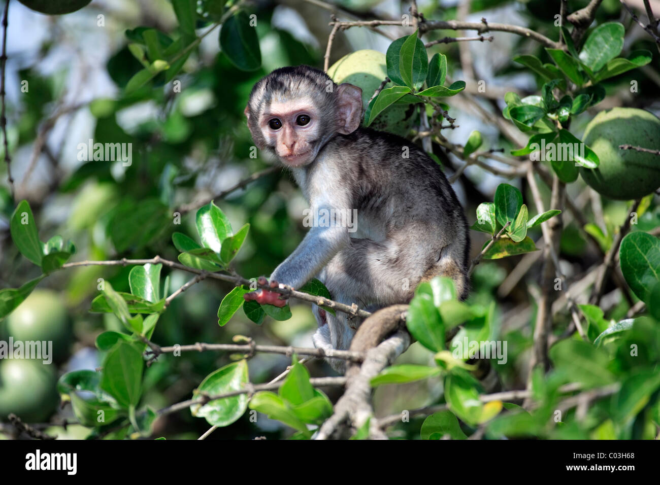 Vervet Affen, Grivet Monkey (grüne Aethiops), junger Baum, Krüger Nationalpark, Südafrika, Afrika Stockfoto