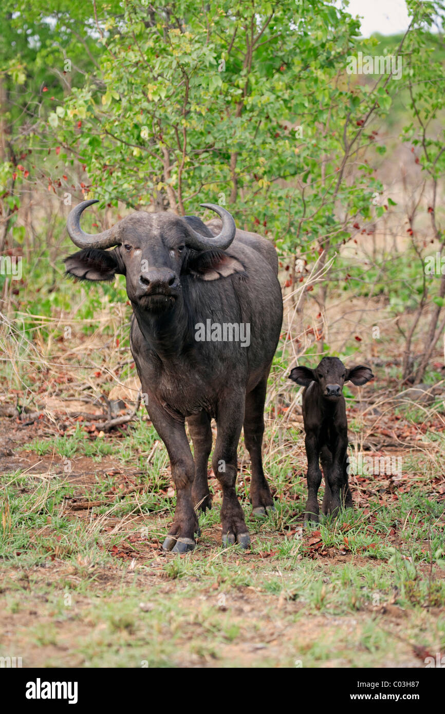 Afrikanischer Büffel (Syncerus Caffer), weiblichen Erwachsenen mit jung, Krüger Nationalpark, Südafrika, Afrika Stockfoto