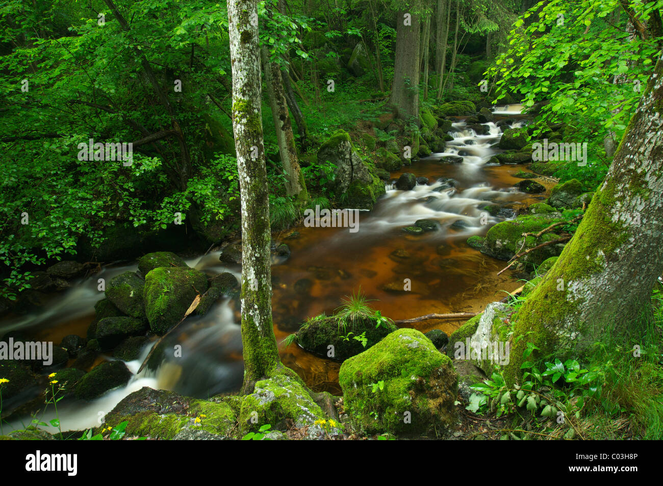 YsperFluss, Ysper Schlucht und Wald, Österreich, Europa