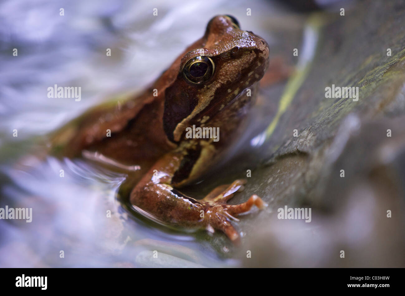 Europäische braune Grasfrosch (Rana Temporaria), Tauglbach Fluss, Salzburg, Österreich, Europa Stockfoto