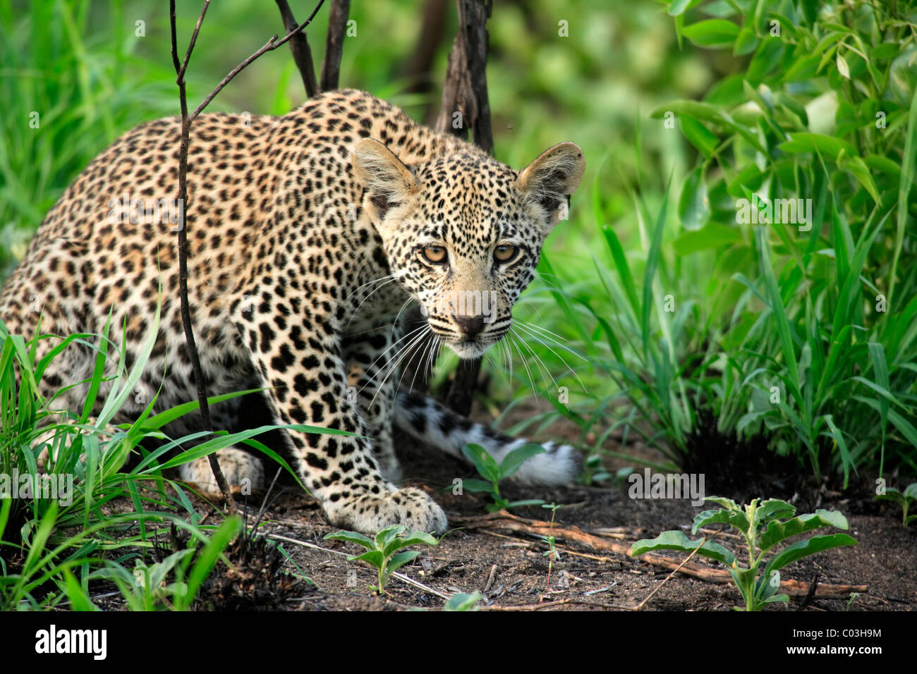 Leopard (Panthera Pardus), Jungtier, Sabisabi Private Game Reserve, Krüger Nationalpark, Südafrika, Afrika Stockfoto