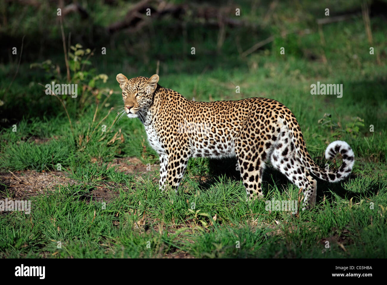 Leopard (Panthera Pardus), weibliche Erwachsene, Sabisabi Private Game Reserve, Krüger Nationalpark, Südafrika, Afrika Stockfoto