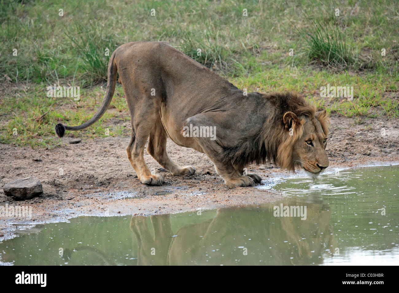 Löwe (Panthera Leo), männlichen Erwachsenen Trinken aus einem Wasserloch, Sabisabi Private Game Reserve, Krüger Nationalpark, Südafrika Stockfoto