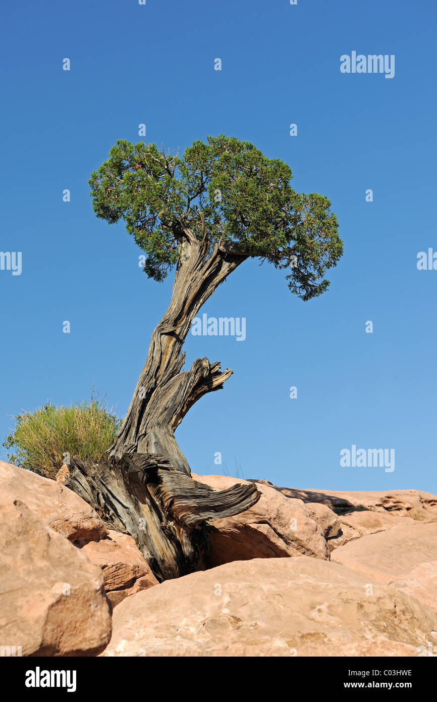 Utah-Wacholder (Juniperus Osteosperma), wächst zwischen Felsen, Grand Canyon, Arizona, USA, Amerika Stockfoto