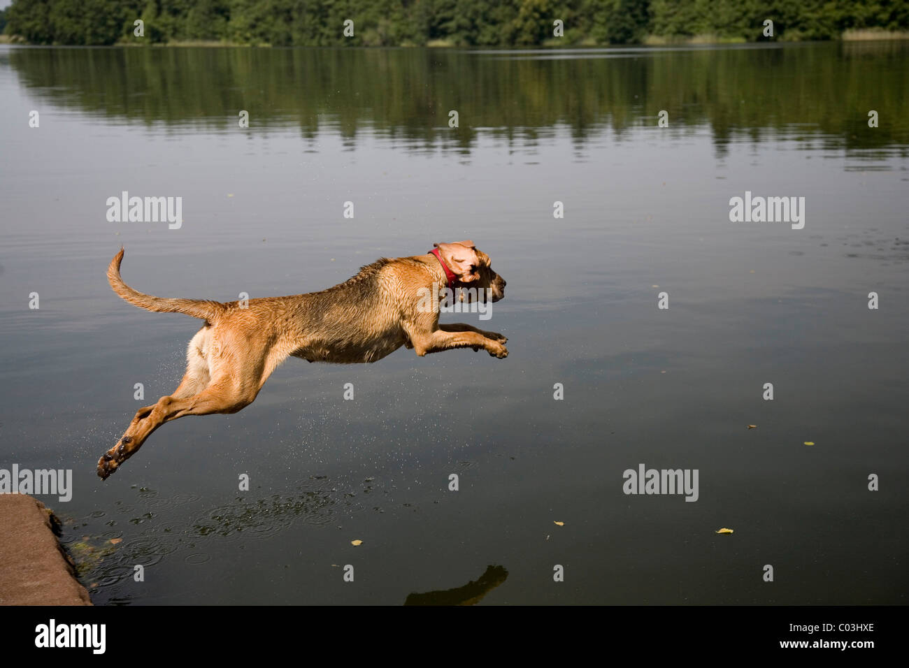 Junge Bloodhound, St.-Hubert Hound oder Sleuth-Hound Hündin springt ins Wasser Stockfoto
