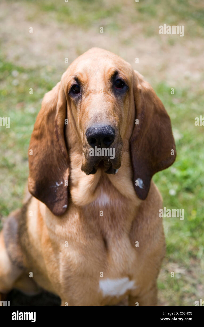 Junge Bloodhound, St.-Hubert Hound oder Sleuth-Hound, Weiblich, Porträt Stockfoto