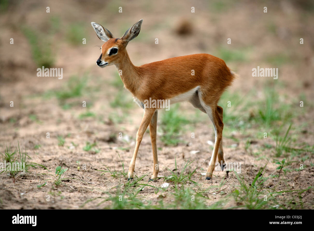 Steinböckchen (Raphicerus Campestris), weibliche Erwachsene Sabisabi Private Game Reserve, Krüger Nationalpark, Südafrika, Afrika Stockfoto