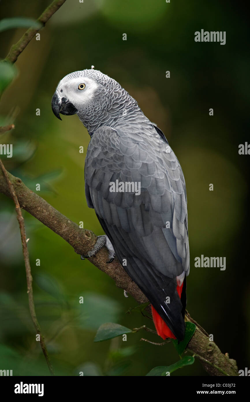 Afrikanisches Grau-Papagei (Psittacus Erithacus), Altvogel in einem Baum, Westafrika, Zentralafrika Stockfoto