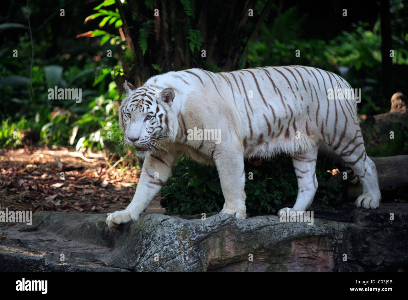 Weiß, Bengal-Tiger (Panthera Tigris Tigris), Erwachsene, Indien, Asien Stockfoto