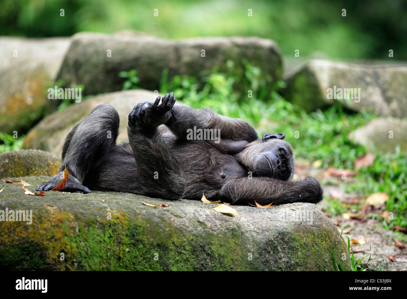 Zentral afrikanische Schimpansen (Pan Troglodytes Troglodytes), erwachsenes Weibchen liegend, Afrika Stockfoto