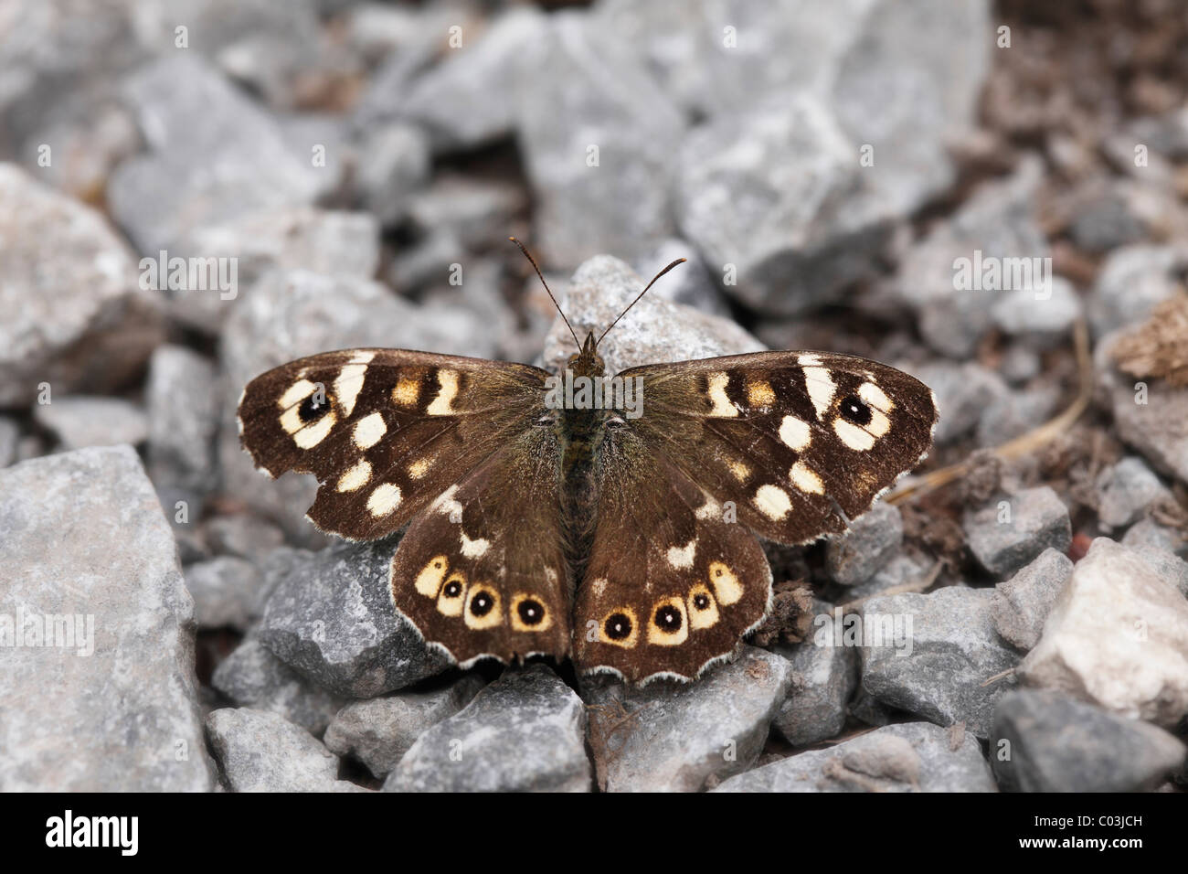 Holz (Pararge Aegeria), gesprenkelt Burren, Irland, Europa Stockfoto