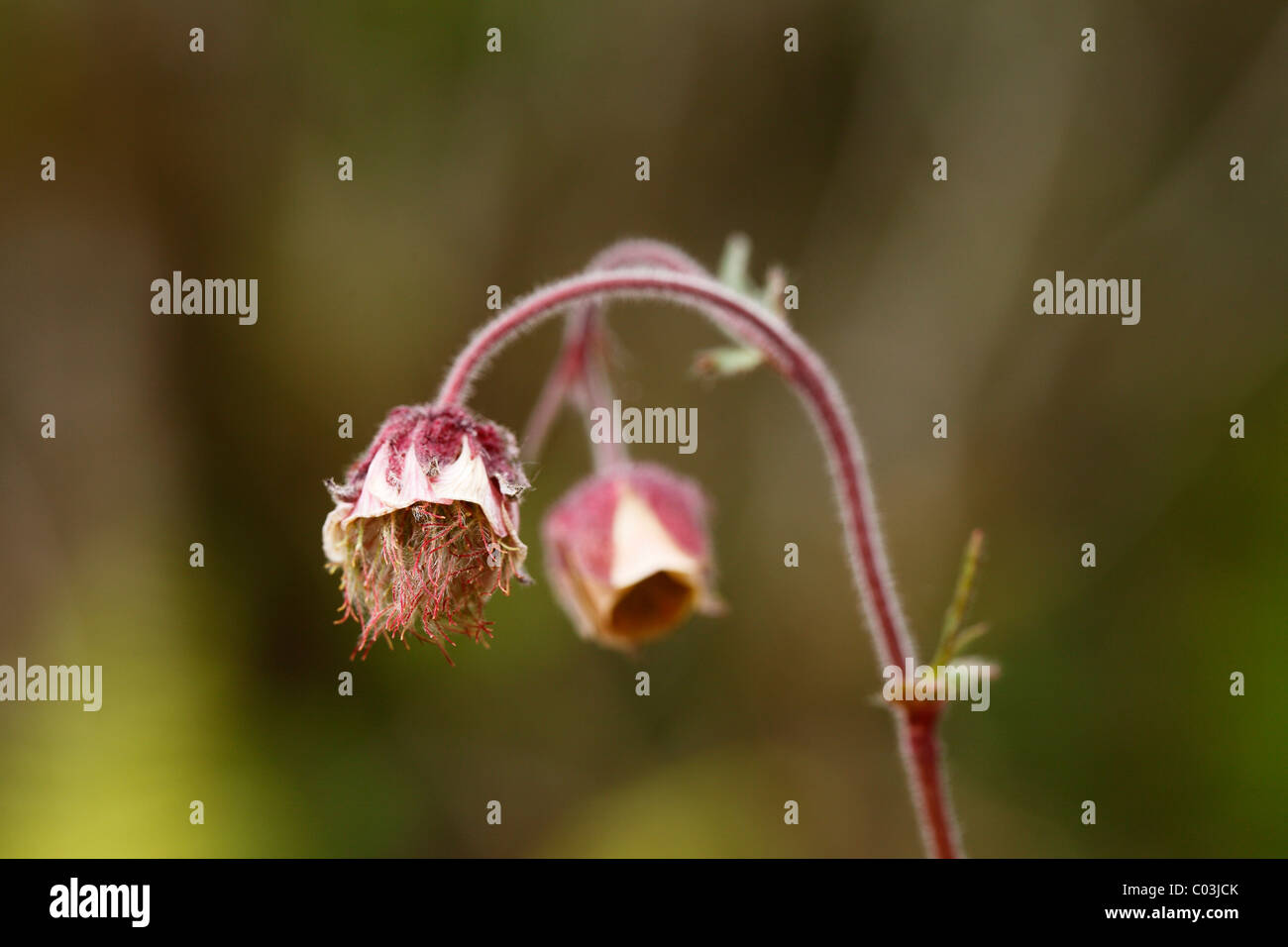 Wasser Avens (Geum Rivale), Burren, Irland, Europa Stockfoto