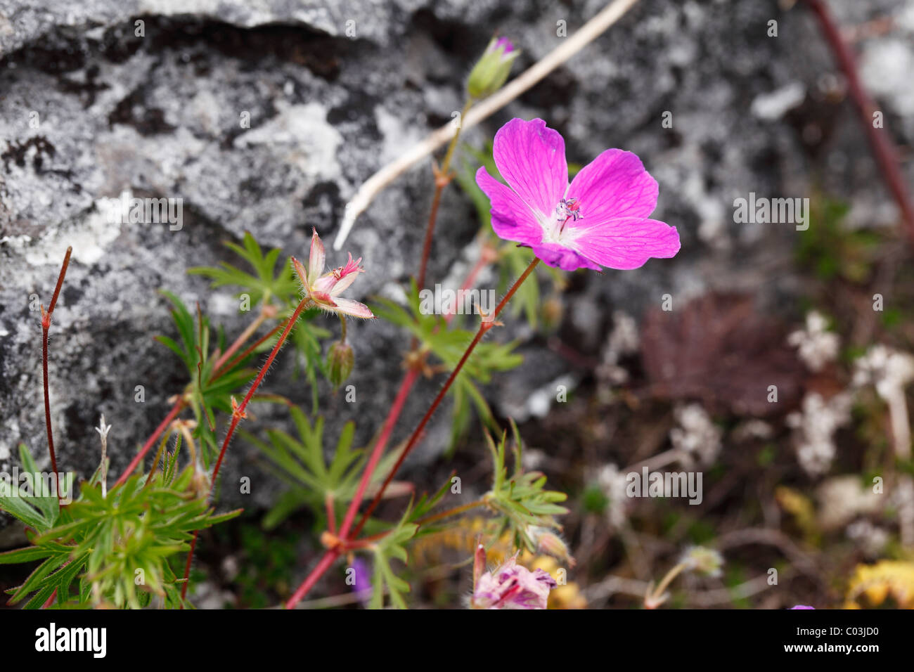 Blutige Storchschnabel (Geranium Sanguineum), Burren, County Clare, Irland, Europa Stockfoto