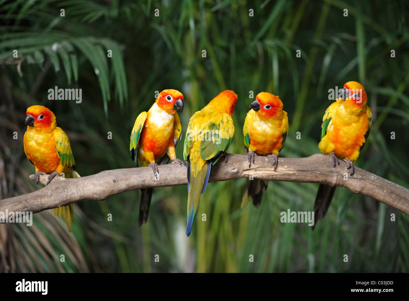 Sun-Sittich oder Sun Conure (Aratinga Solstitialis), Altvögel thront auf einem Ast, Südamerika Stockfoto