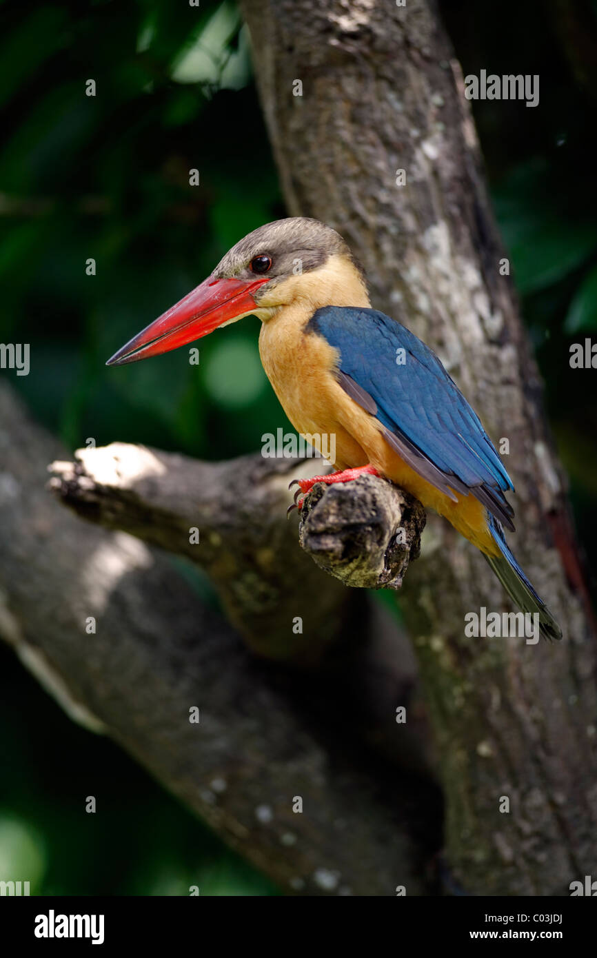 Storch-billed Eisvogel (Pelargopsis Capensis), Altvogel in einem Baum, Singapur, Asien Stockfoto