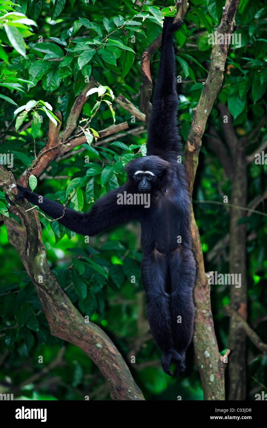 Agile Gibbon oder schwarz-handed Gibbon (Hylobates Agilis), Erwachsene hängen in einem Baum, Asien Stockfoto